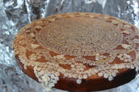 DasGesprochene4_T.Rutscheidt